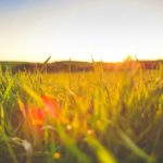 Green Grass Sunset Glow background image & Google Slides Theme