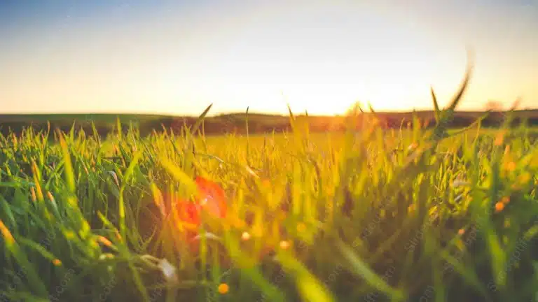 Green Grass Sunset Glow background image & Google Slides Theme