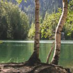 Green Lake with Birch Trees background image & Google Slides Theme