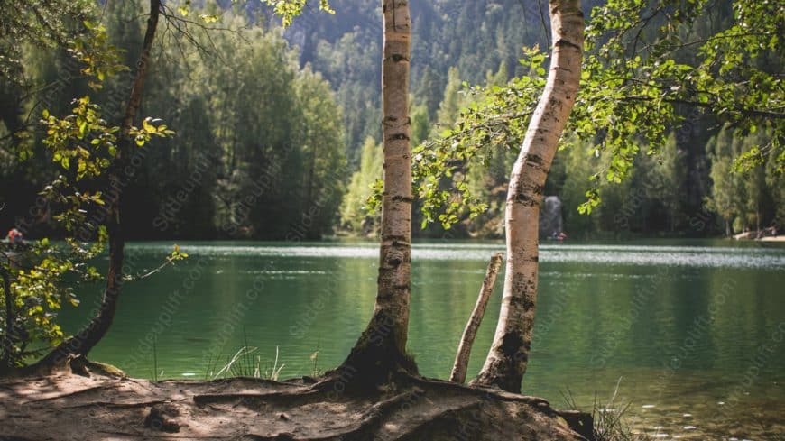 Green Lake with Birch Trees background image