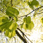 Green Leaves Sunlit background image & Google Slides Theme