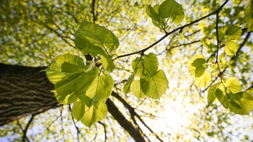 Green Leaves Sunlit background image