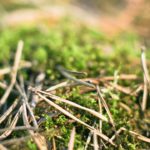 Green Moss Brown Pine Needles background image & Google Slides Theme