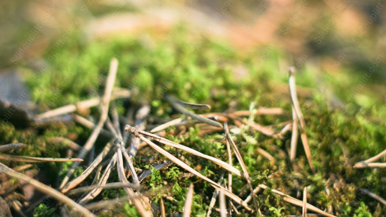 Green Moss Brown Pine Needles background image & Google Slides Theme