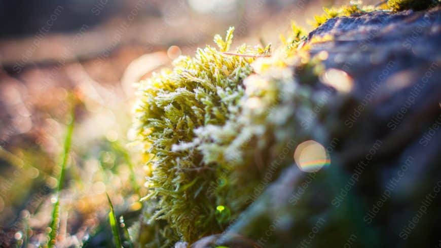 Green Moss Rock background image