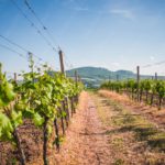 Green Vineyard Blue Sky background image & Google Slides Theme