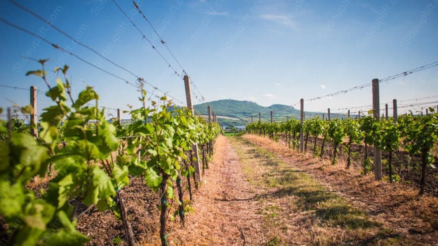 Green Vineyard Blue Sky background image