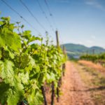 Green Vineyard Hilly background image & Google Slides Theme