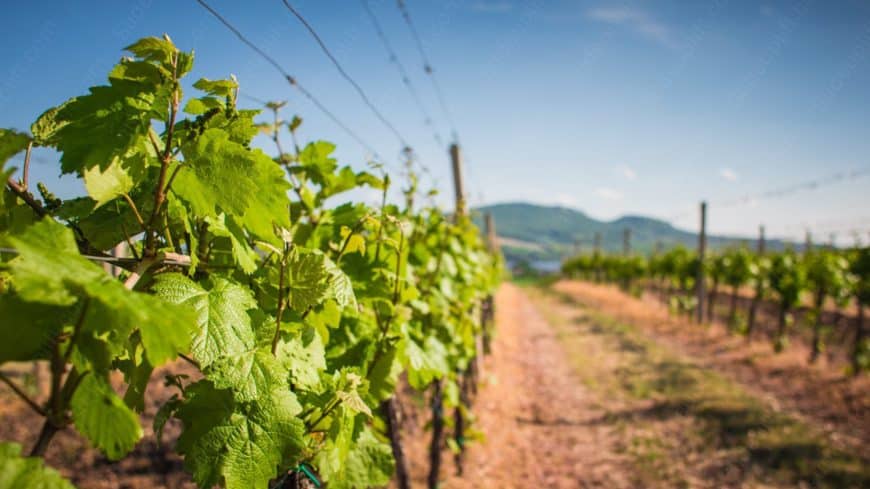 Green Vineyard Hilly background image