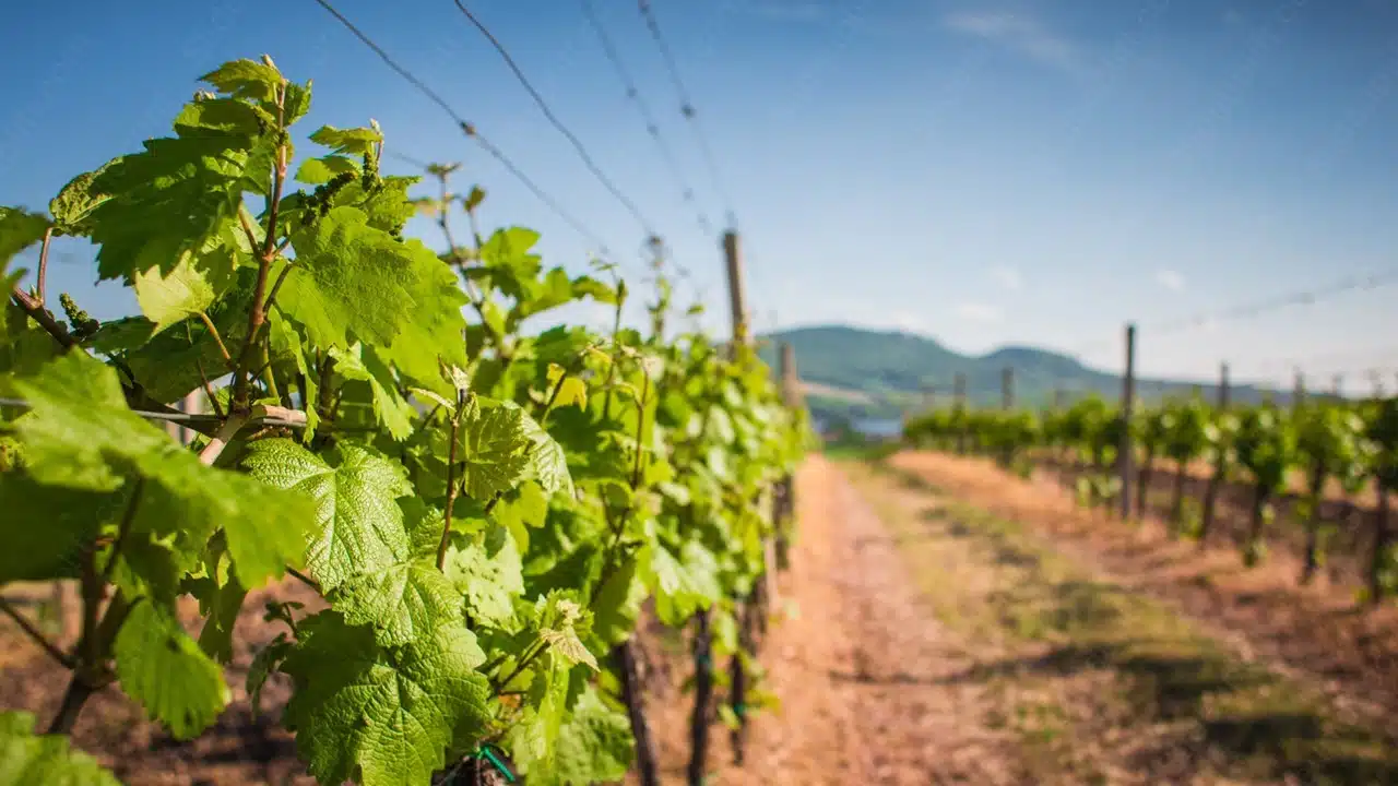 Green Vineyard Hilly background image & Google Slides Theme