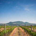 Green Vineyard Lake and Hills background image & Google Slides Theme