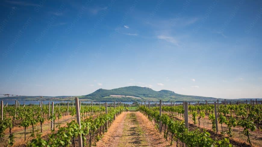 Green Vineyard Lake and Hills background image