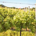 Green Vineyard Sunny background image & Google Slides Theme