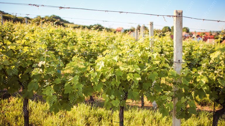 Green Vineyard Sunny background image & Google Slides Theme