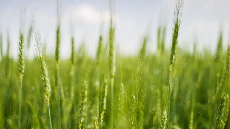 Green Wheat Ears Sky blue background image & Google Slides Theme