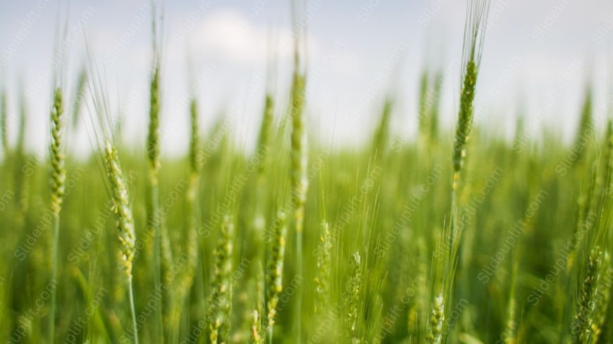 Green Wheat Ears Sky blue background image
