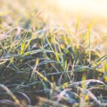 Green Yellow Grass background image & Google Slides Theme