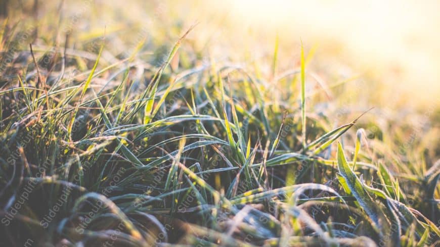 Green Yellow Grass background image