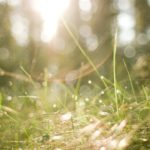 Green grass dewdrops sunlight background image & Google Slides Theme