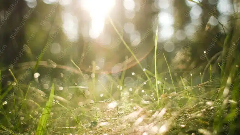 Green grass dewdrops sunlight background image & Google Slides Theme