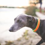 Grey Dog Orange Green Collar Riverside background image & Google Slides Theme