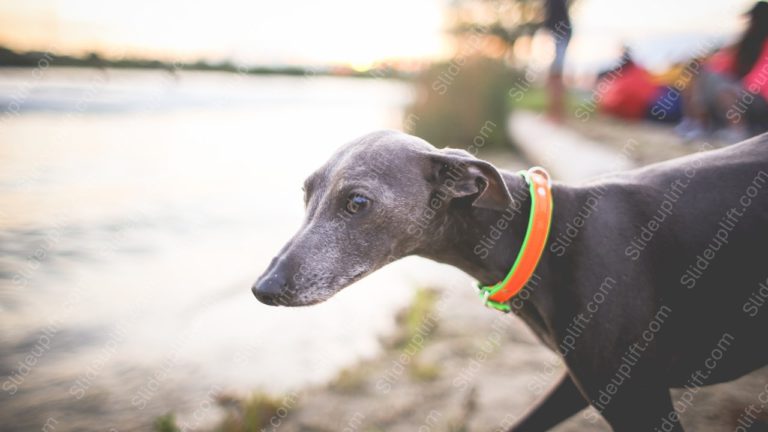 Grey Dog Orange Green Collar Riverside background image & Google Slides Theme