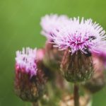 Lilac Thistles Green background image & Google Slides Theme