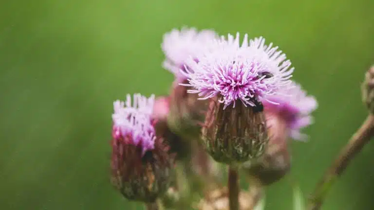 Lilac Thistles Green background image & Google Slides Theme