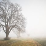 Misty Greys Bare Tree and Path background image & Google Slides Theme