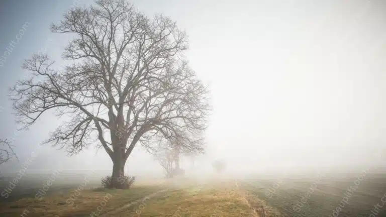 Misty Greys Bare Tree and Path background image & Google Slides Theme