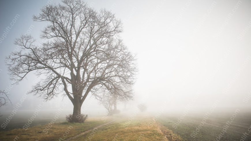 Misty Greys Bare Tree and Path background image