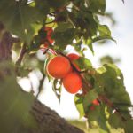 Orange Apricots Green Leaves Sunny background image & Google Slides Theme