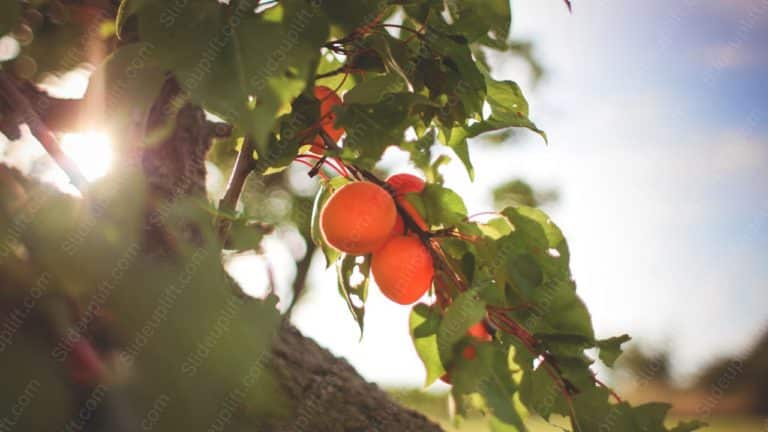 Orange Apricots Green Leaves Sunny background image & Google Slides Theme