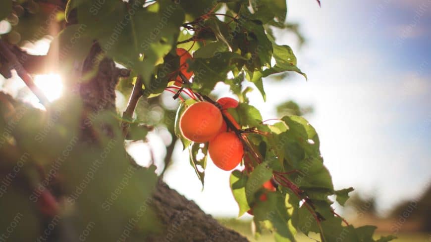 Orange Apricots Green Leaves Sunny background image