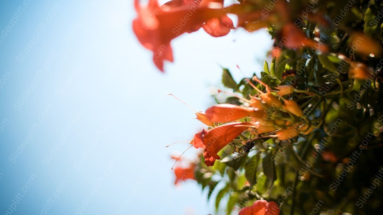Orange Flowers Green Leaves Blue Sky background image & Google Slides Theme