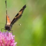 Orange black butterfly pink flower green background image & Google Slides Theme