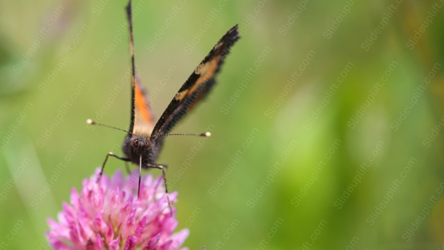 Orange black butterfly pink flower green background image