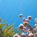 Pink Cherry Blossoms Blue Sky background image & Google Slides Theme