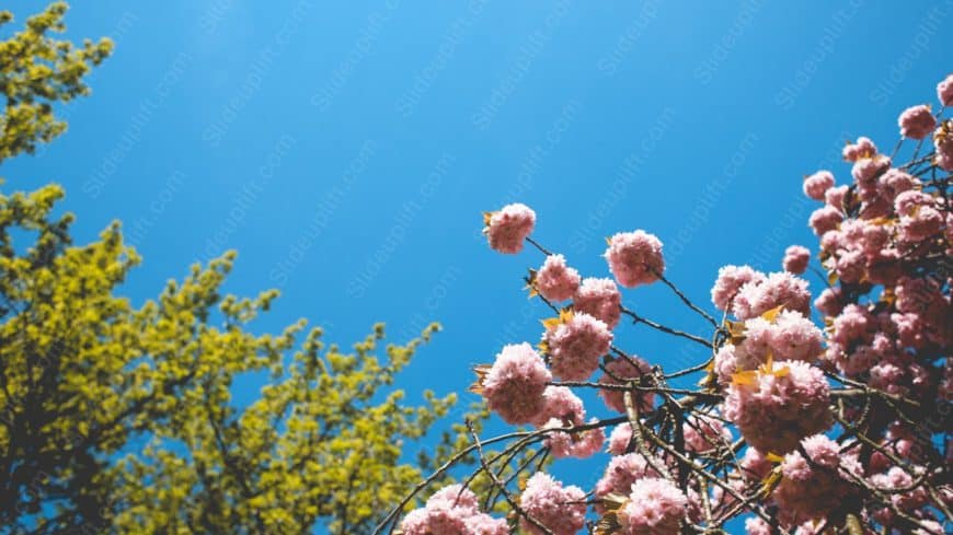 Pink Cherry Blossoms Blue Sky background image