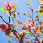 Pink Magnolia Blue Sky background image & Google Slides Theme