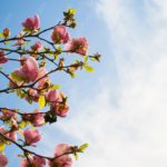 Pink Magnolia Branches Blue Sky background image & Google Slides Theme