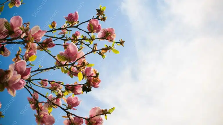 Pink Magnolia Branches Blue Sky background image & Google Slides Theme