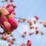 Pink Magnolia flowers blue sky background image & Google Slides Theme