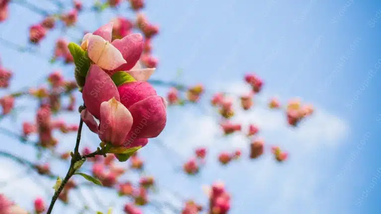 Pink Magnolia flowers blue sky background image & Google Slides Theme