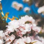 Pink white Cherry Blossoms blue sky background image & Google Slides Theme