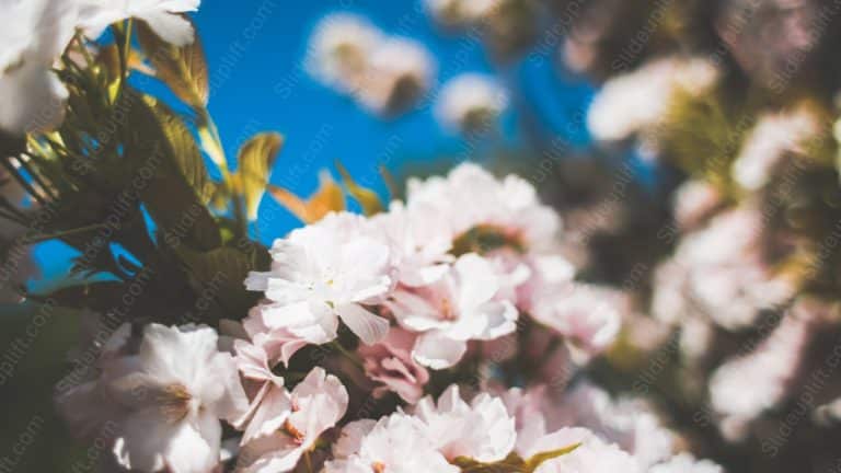 Pink white Cherry Blossoms blue sky background image & Google Slides Theme