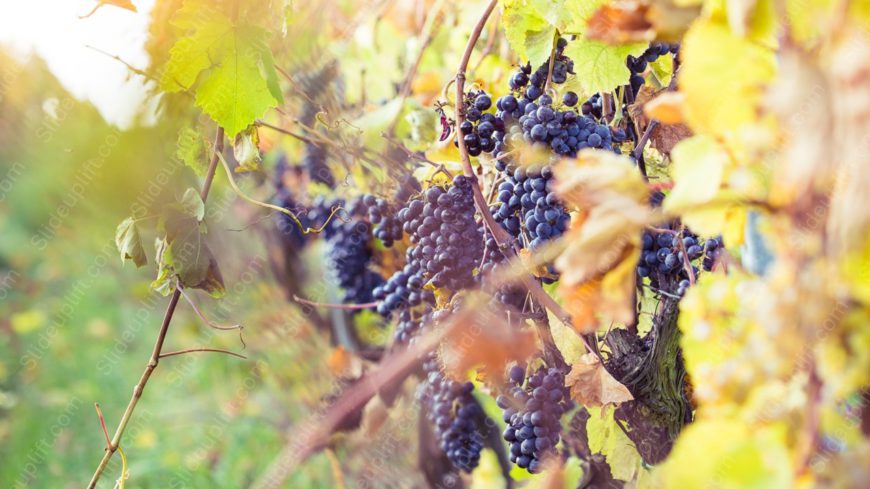 Purple Grapes Green Yellow Leaves background image