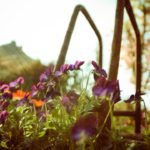 Purple pansies sunlit garden background image & Google Slides Theme