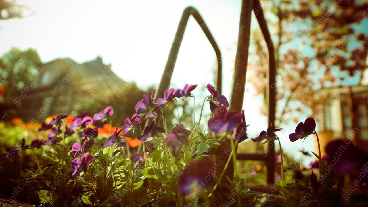 Purple pansies sunlit garden background image & Google Slides Theme