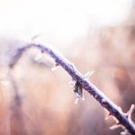 Purple white frosted branch bokeh background image & Google Slides Theme